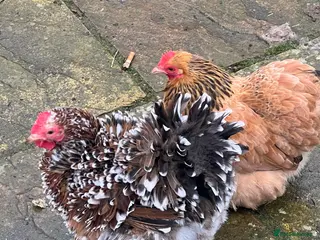 Chickens poultry Point of lay hens - Advert 7