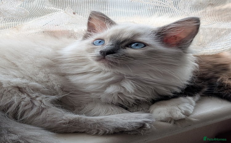 Ragdoll cats - Advert 4