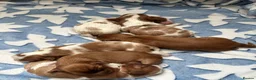 Cavalier King Charles Spaniel dogs for sale: 6 SWEET LITTLE BEAUTIES 2 boys 4 girls  - Advert 35