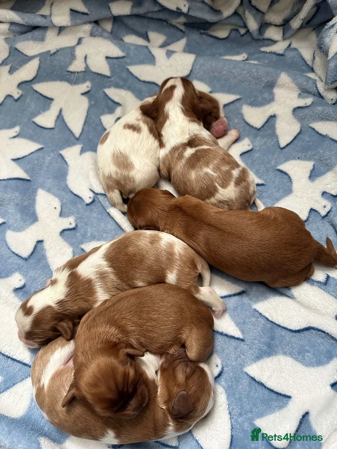 Cavalier King Charles Spaniel dogs for sale: 6 SWEET LITTLE BEAUTIES 2 boys 4 girls  - Advert 35