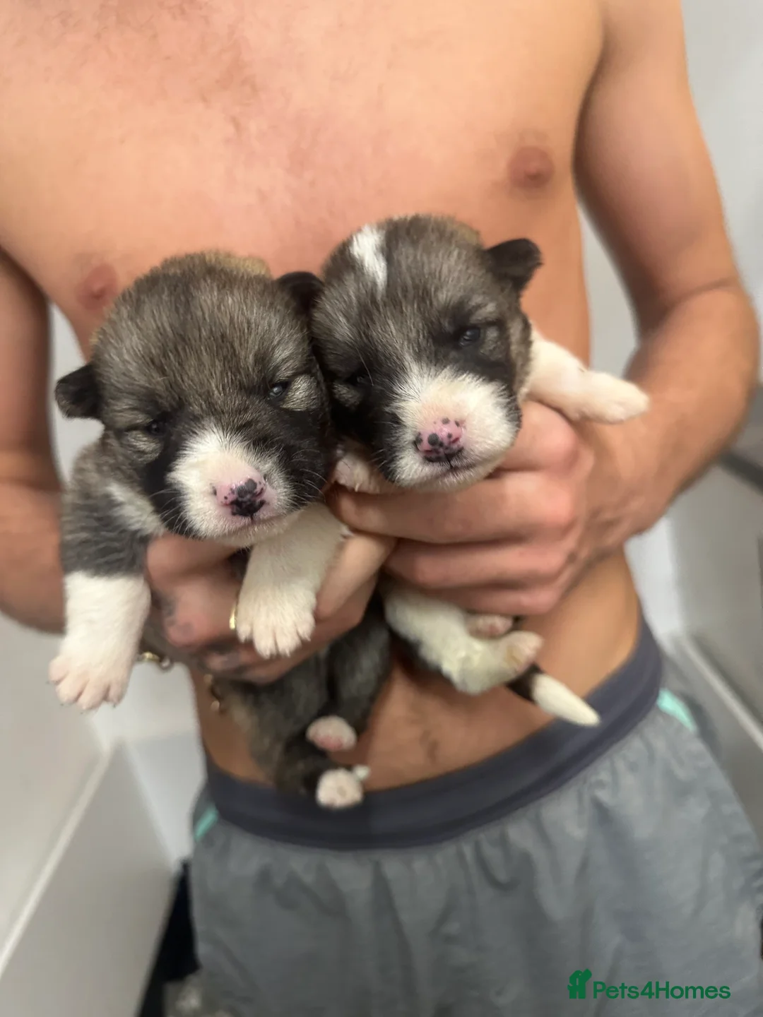 Shepsky dogs for sale: German Shepherd x Husky SHEPSKY - Advert 2