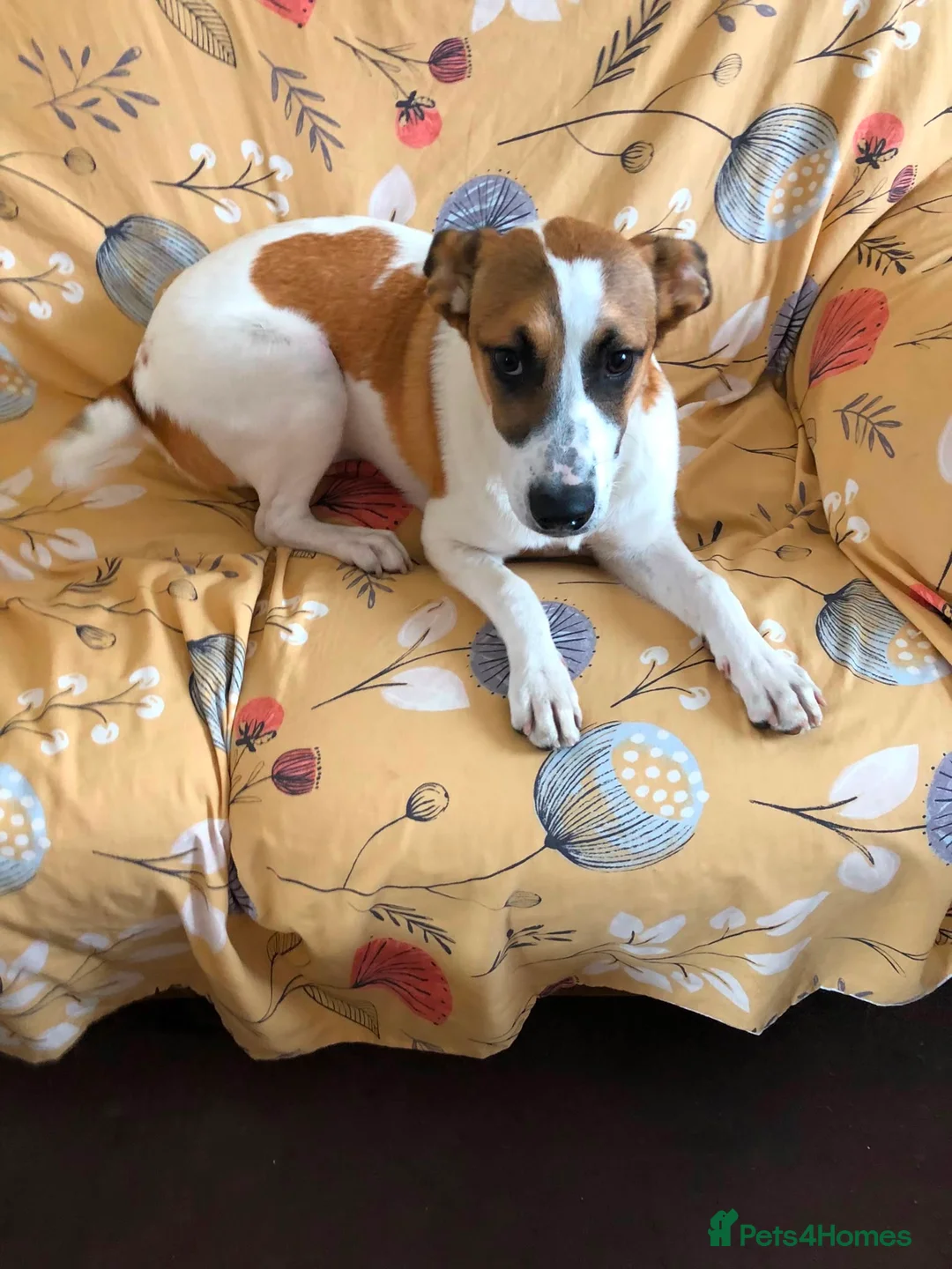 Mixed Breed dogs for adoption: Jillie 🐾 in Beverley - Advert 2
