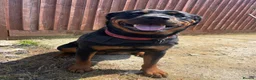 Rottweiler dogs for sale: Stunning KC registered Rottweiler puppies for sale - Advert 9