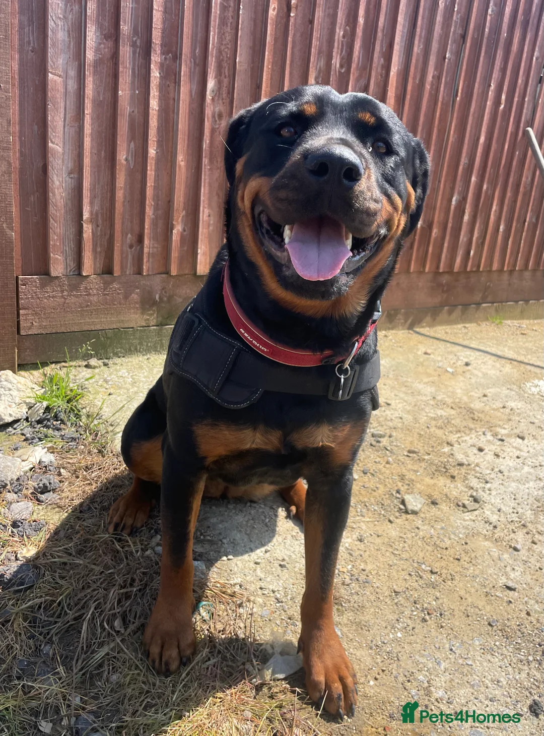 Rottweiler dogs for sale: Stunning KC registered Rottweiler puppies for sale - Advert 9