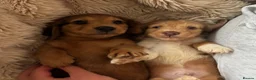 Miniature Dachshund dogs for sale: miniature long hair dachshund  in Inverurie - Advert 5