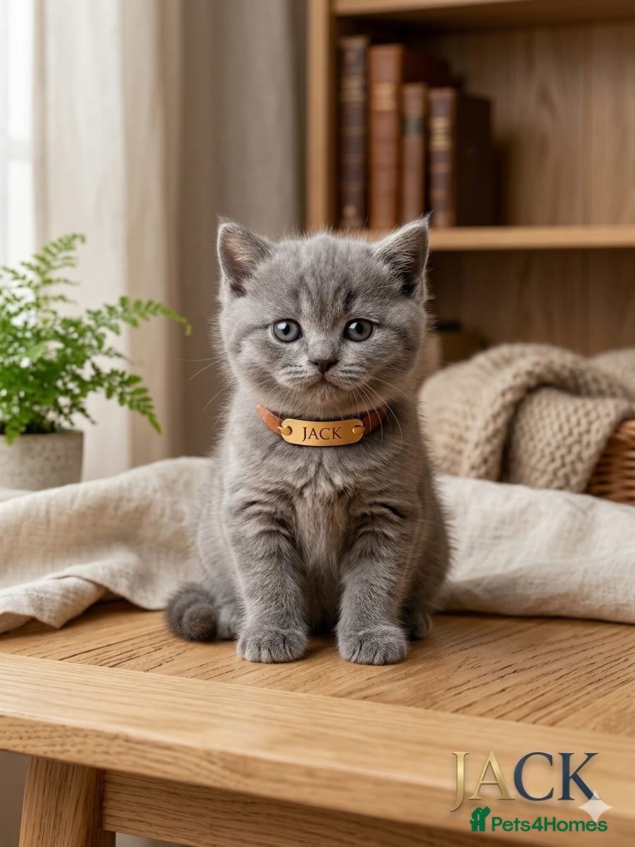 British Shorthair cats Champion Pedigree British Shorthair Kittens - Advert 2