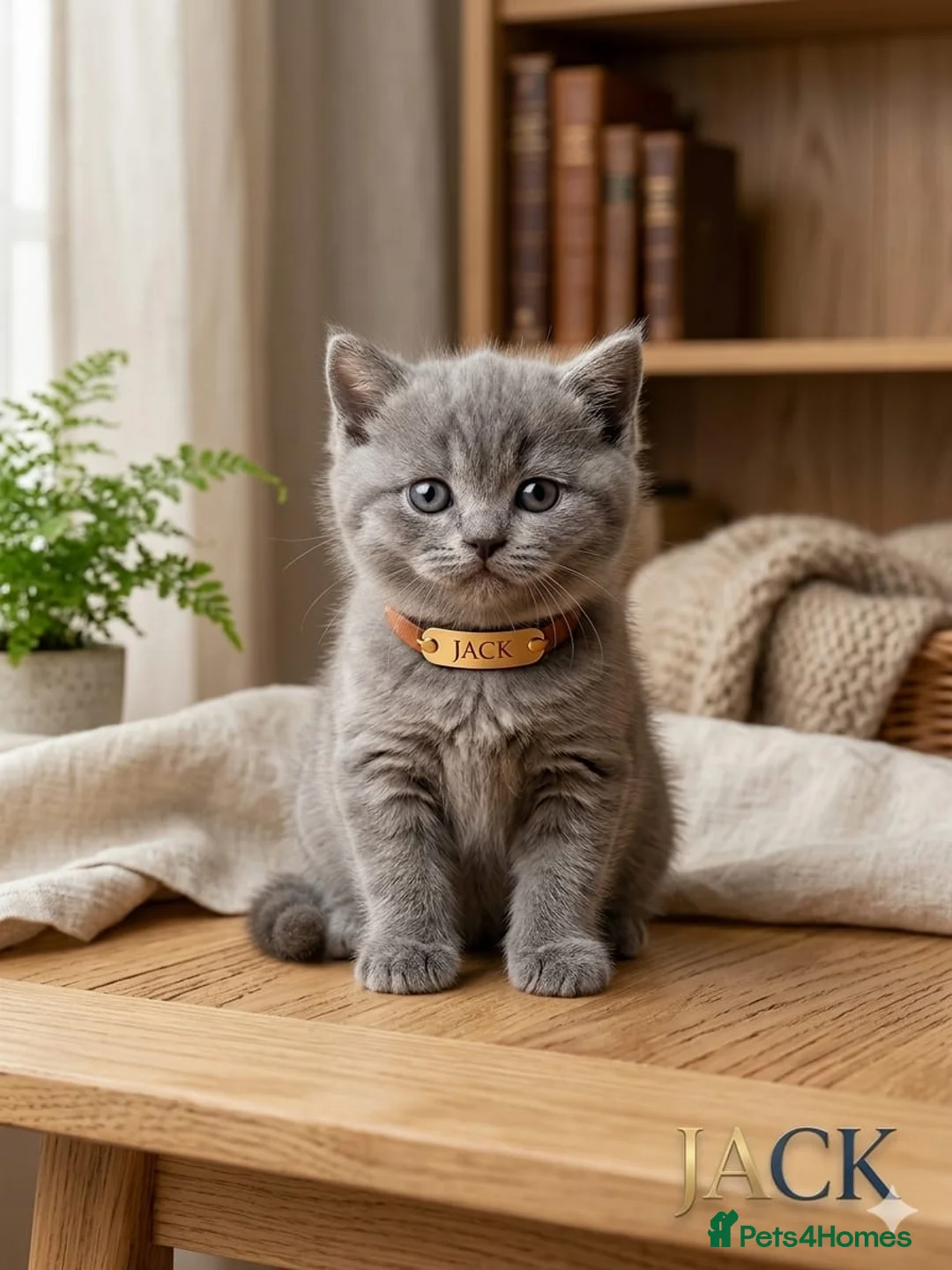 British Shorthair cats for sale: Champion Pedigree British Shorthair Kittens - Advert 2