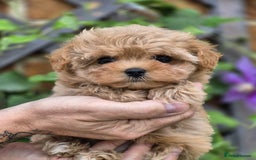 Maltipoo dogs for sale: Amazing TeddyBear Asian Korean Maltipoo puppies - Image 2