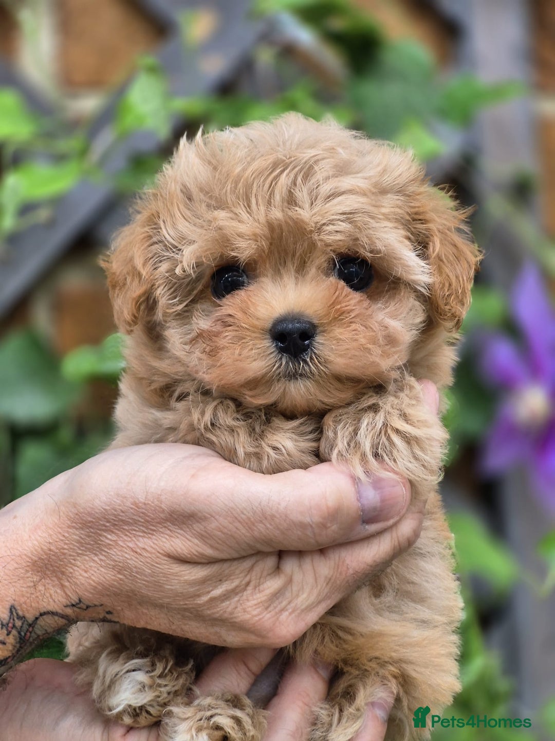 Maltipoo dogs for sale: Amazing TeddyBear Asian Korean Maltipoo puppies - Image 2