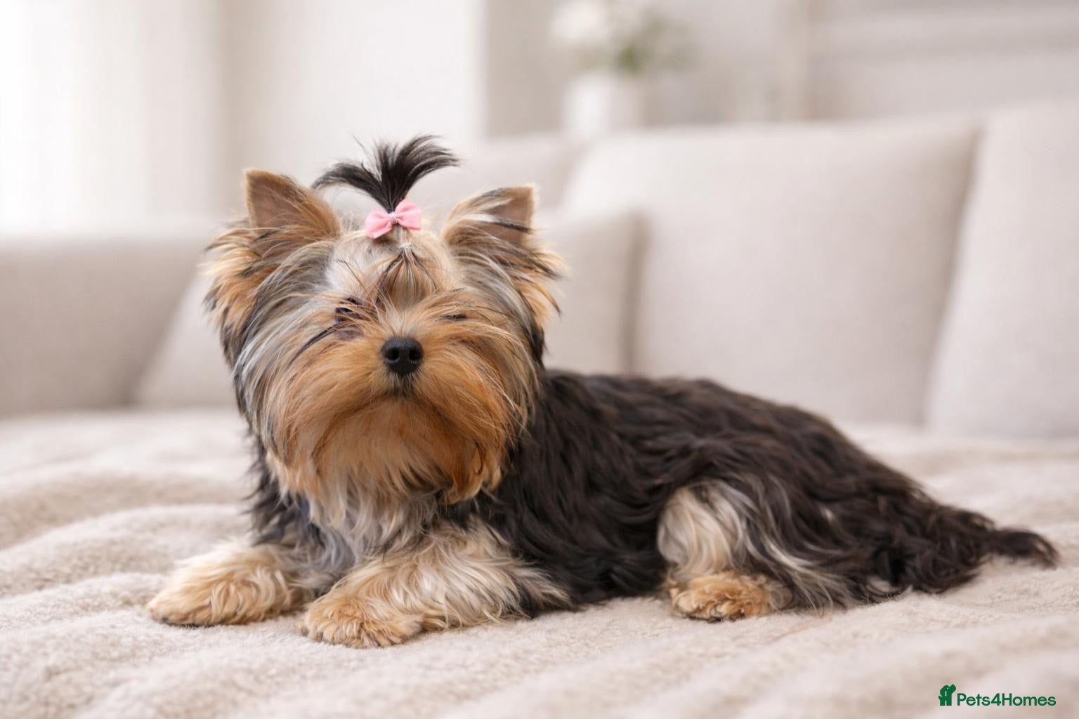Yorkshire Terrier dogs One beautiful female Available💗🐾 - Advert 1