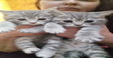 British Shorthair cats British Shorthair kittens Tica Registered  - Advert 10