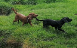 Cocker Spaniel dogs for sale: Working cocker spaniel 4yrs old - Advert 3