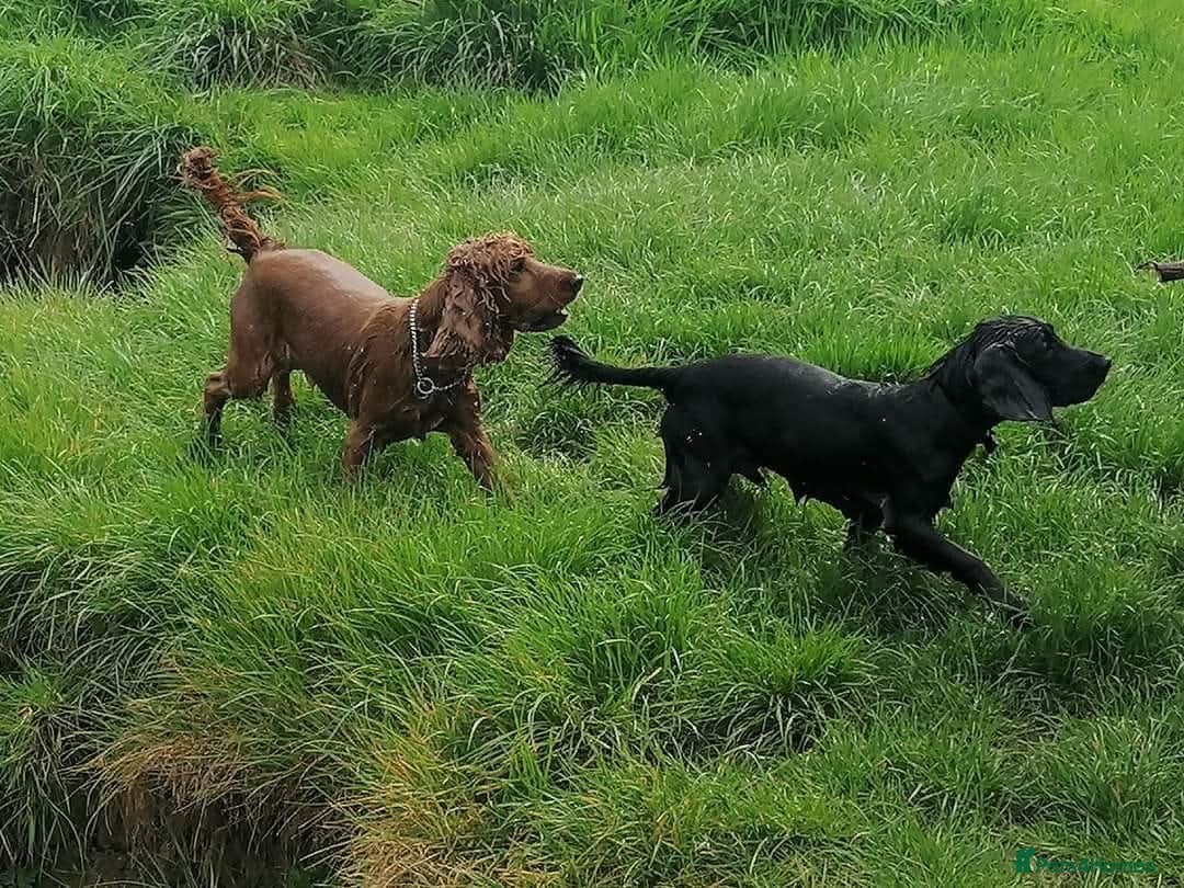 Cocker Spaniel dogs for sale: Working cocker spaniel 4yrs old - Advert 3