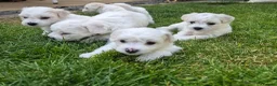 Bichon Frise dogs for sale: Bichon Frise 2 boys 3 girls - Advert 14