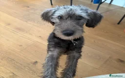 Mixed Breed dogs for adoption: Sammy (Hound/Terrier mix) - Image 12