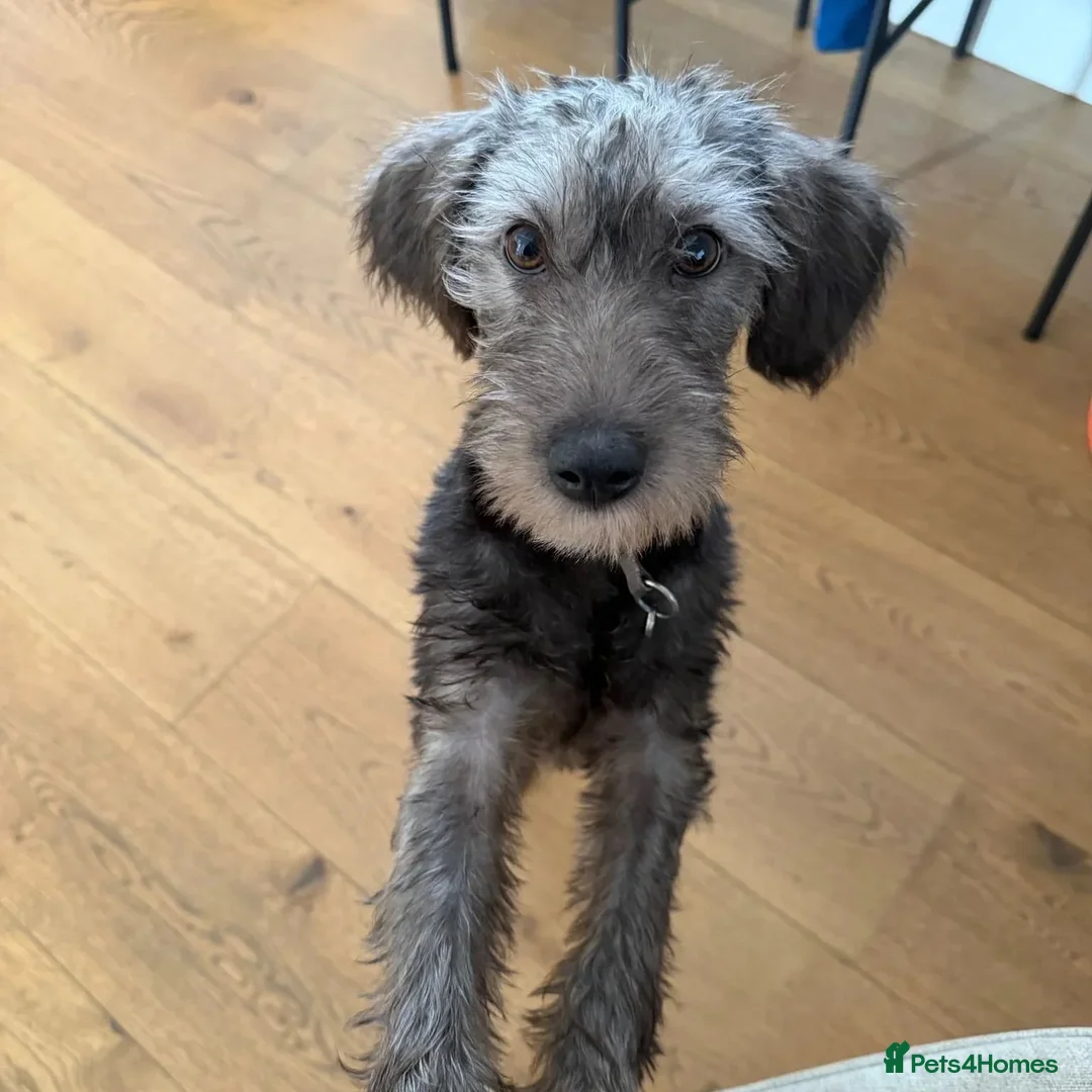 Mixed Breed dogs for adoption: Sammy (Hound/Terrier mix) - Image 12