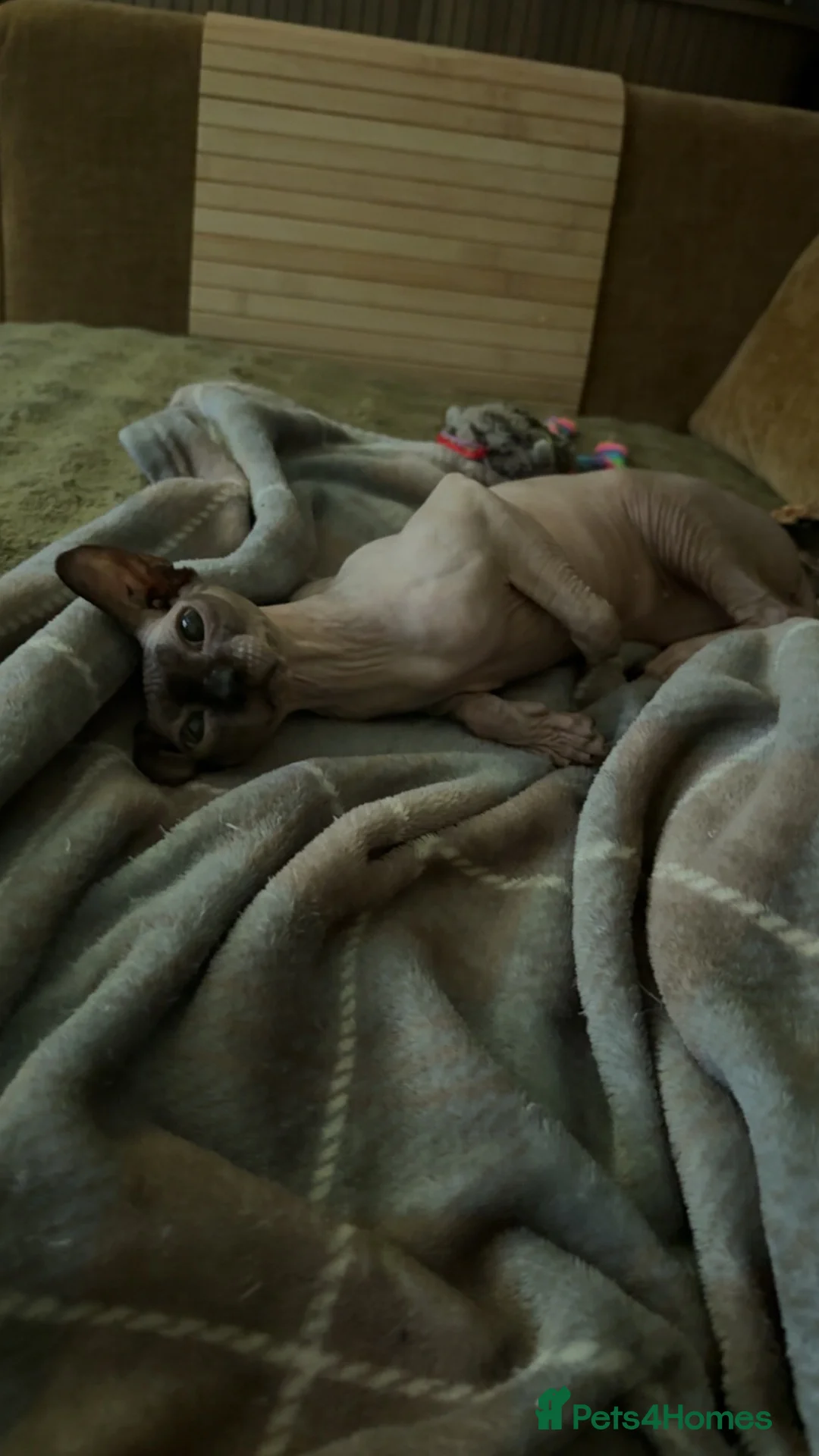 Sphynx cats for sale: Adult Sphynx - Advert 3