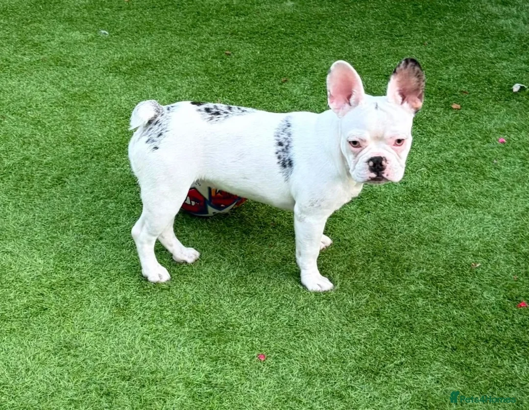 French Bulldog dogs for sale: French bull dog  in Manchester - Advert 1