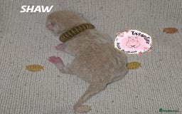 British Shorthair cats for sale: GCCF REGISTERED BRITISH SHORTHAIR KITTENS  - Image 7