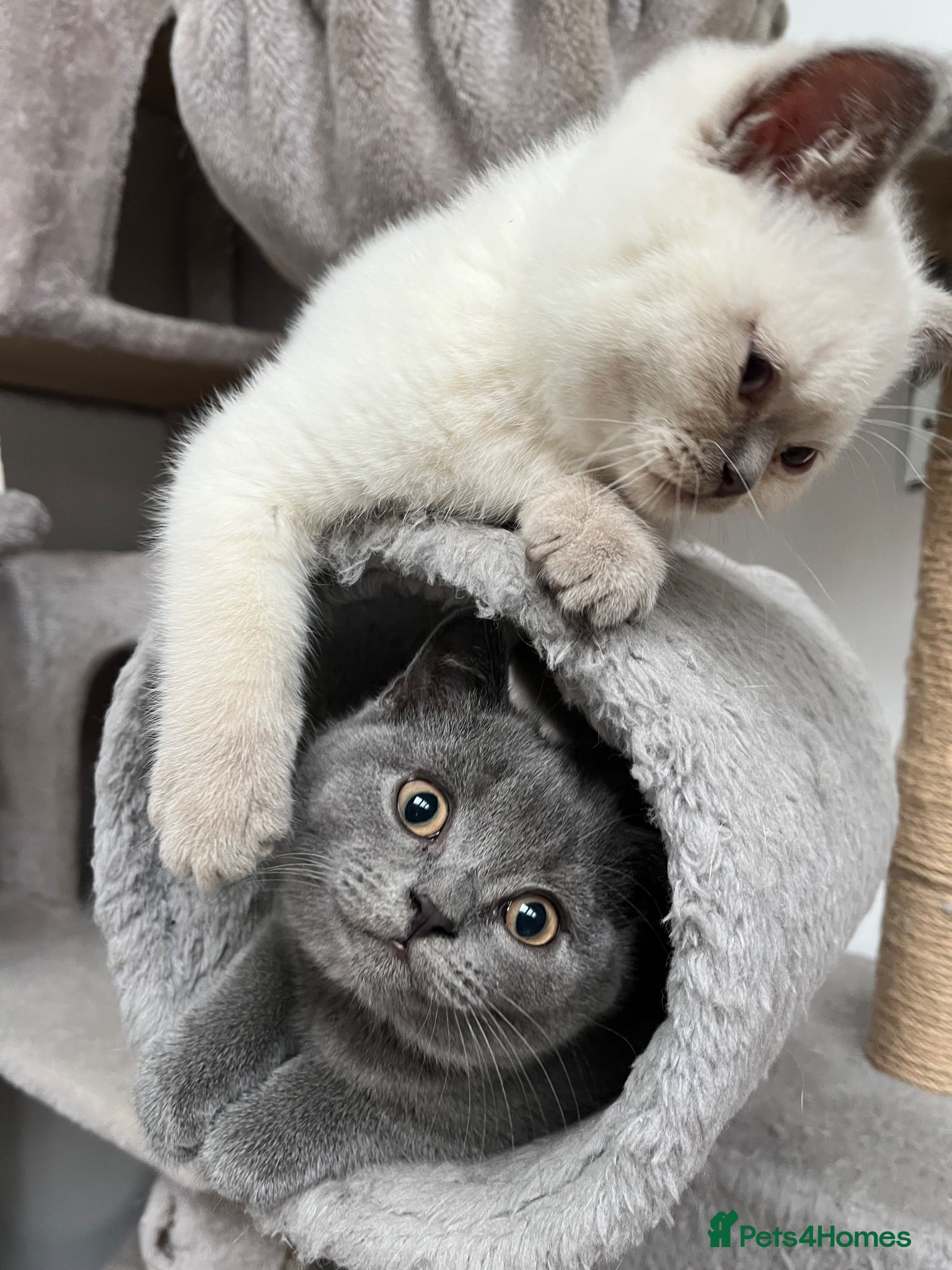 British Shorthair cats ✨Last One✨ Gorgeous Boy left now - Advert 2