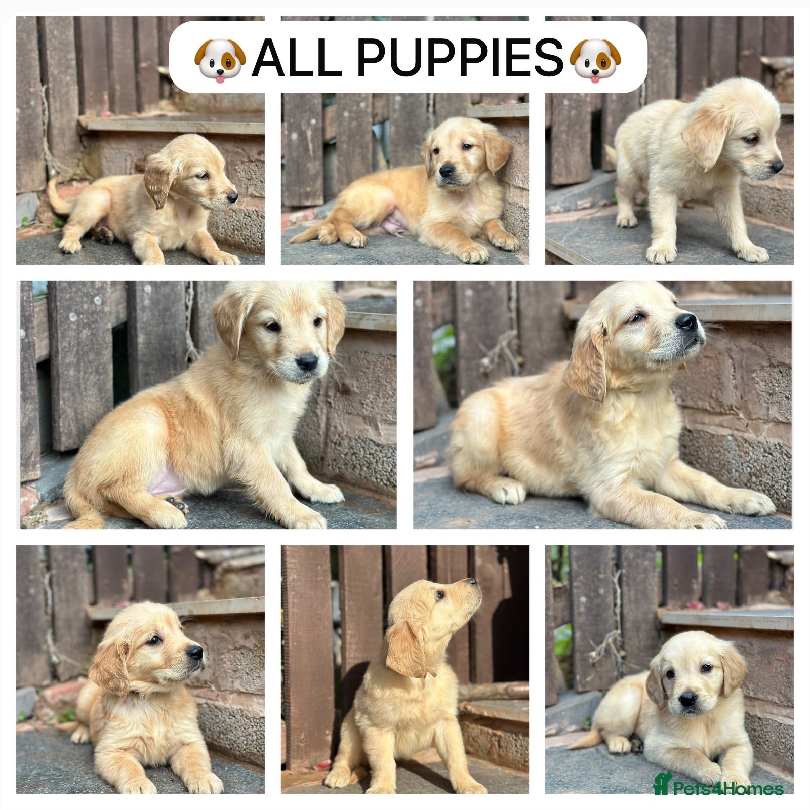 Golden Retriever dogs READY NOW 🏡 PEDIGREE GOLDEN RETRIEVER PUPPIES  - Advert 16