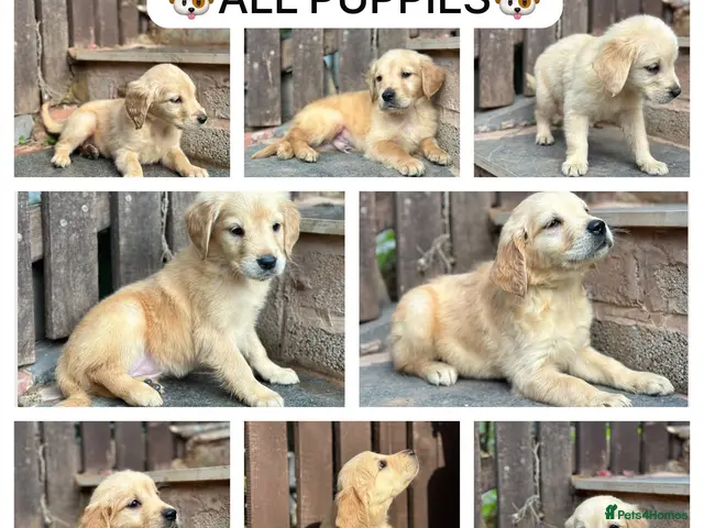 Golden Retriever dogs 3 PUPPIES LEFT ! PEDIGREE GOLDEN RETRIEVER PUPPIES - Advert 3