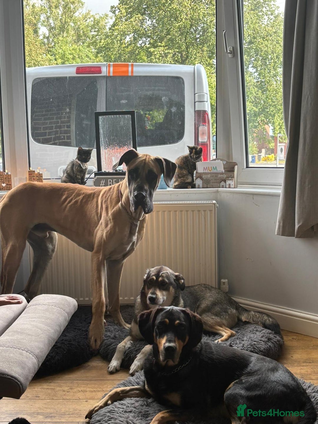 Great Dane dogs for stud: Great Dane to stud in Preston - Advert 5
