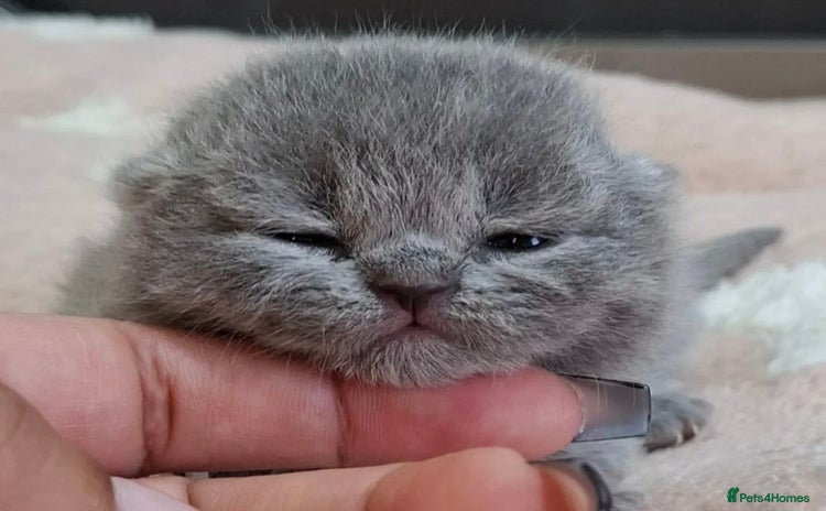 British Shorthair cats - Advert 11