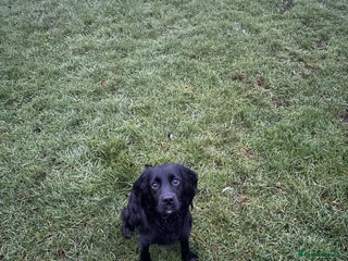 Cocker Spaniel dogs Part trained cocker spaniel - Advert 5