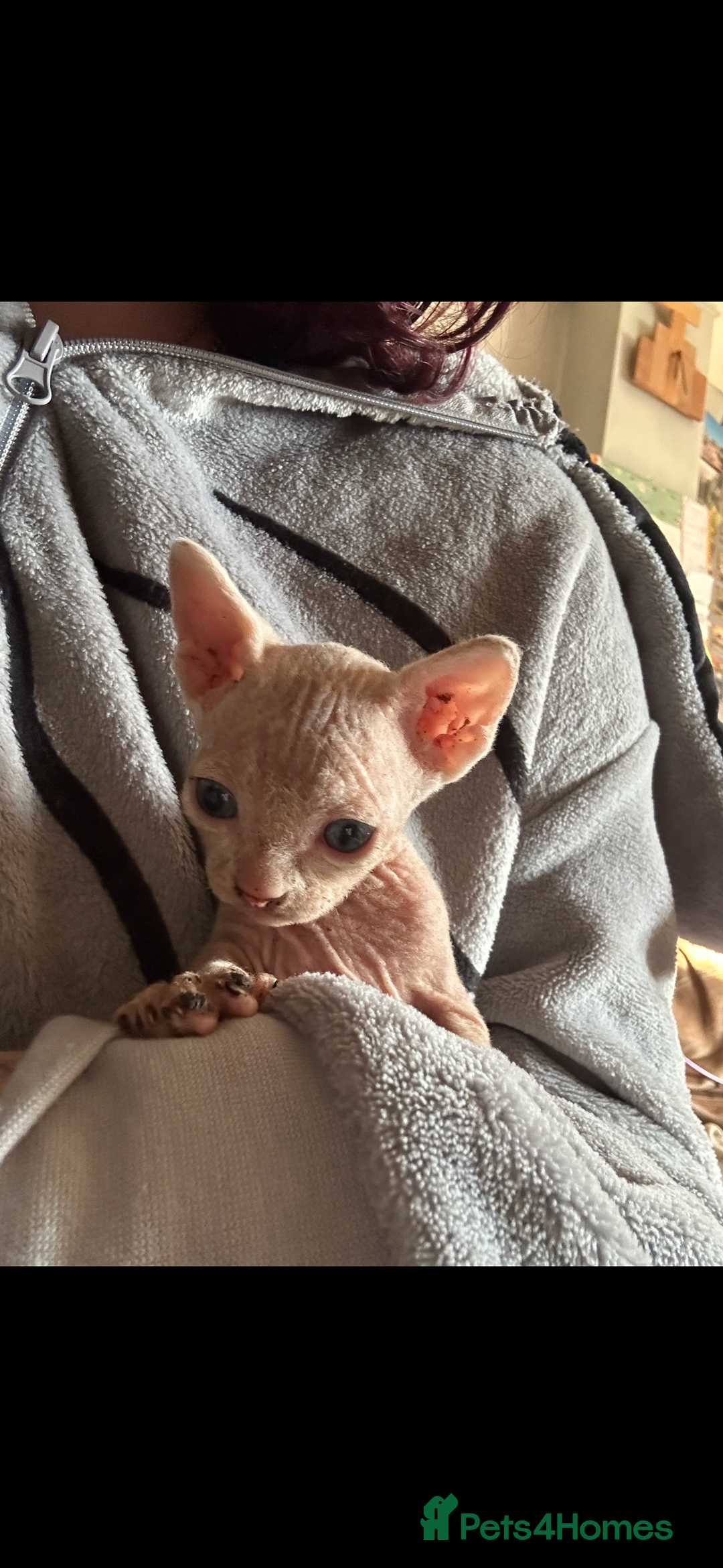 Sphynx cats for sale: Boy and girl syphnx  - Image 3