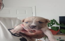 Mixed Breed dogs for sale: Staffy/american akita - Image 2