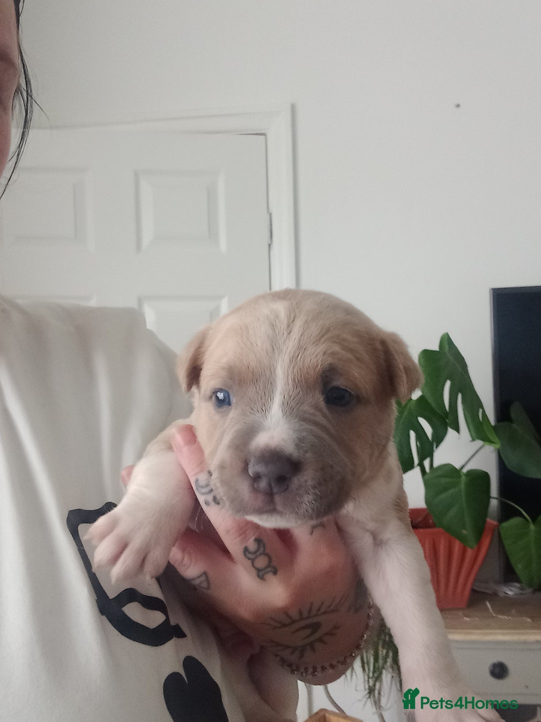 Mixed Breed dogs for sale: Staffy/american akita - Image 2