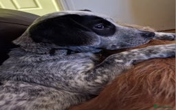 Mixed Breed dogs for sale: Cocker cross - Image 3