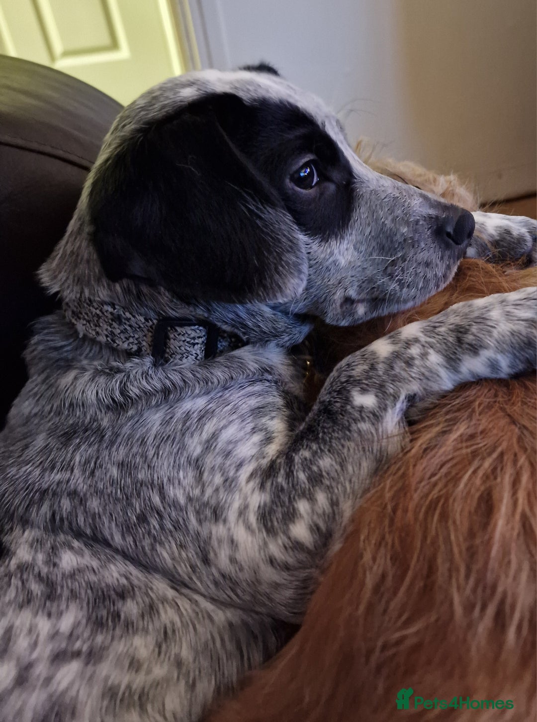 Mixed Breed dogs for sale: Cocker cross - Image 3