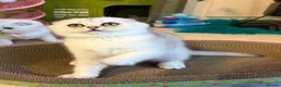 Scottish Fold cats for sale: Adorable Scottish Fold Kitten - Advert 11