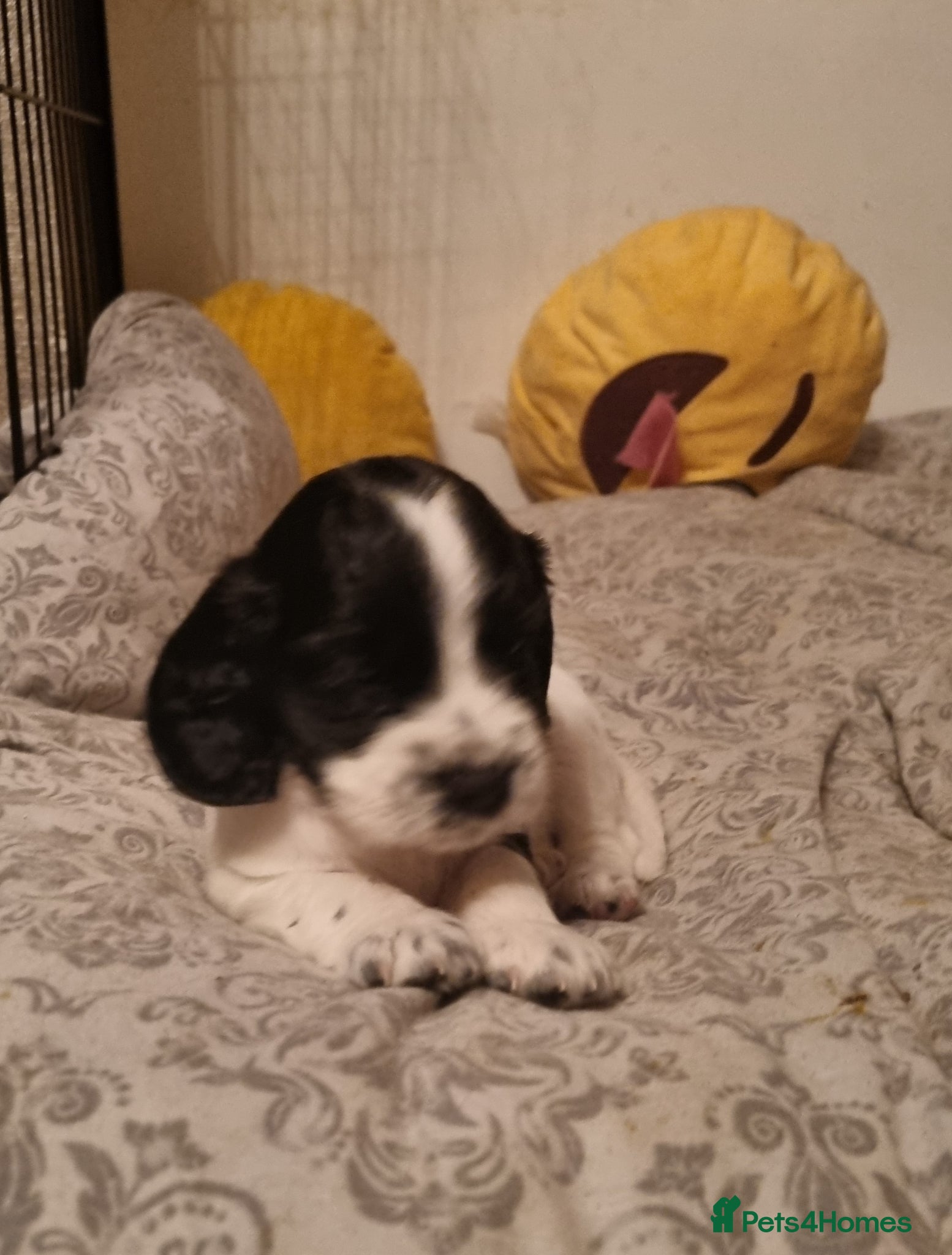 Cocker Spaniel dogs Adorable Cocker Spaniel Puppies for Sale 🐾 - Advert 2