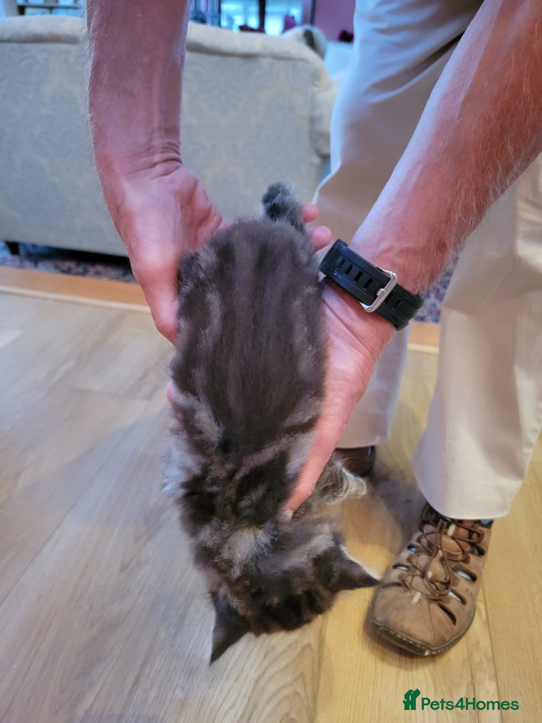 Mixed Breed cats for sale: Beautiful kittens for sale - Image 2