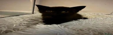 Mixed Breed 2