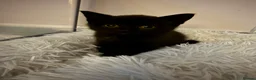Mixed Breed cats for sale: Two beautiful mixbreed male kittens - Advert 2