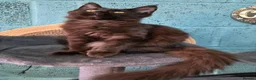 Maine Coon cats for sale: 🌟Tica registered mainecoons champion lines! 🌟 - Advert 7