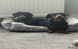 Miniature Dachshund dogs for sale: 2x Miniature Dachshund  - Image 2