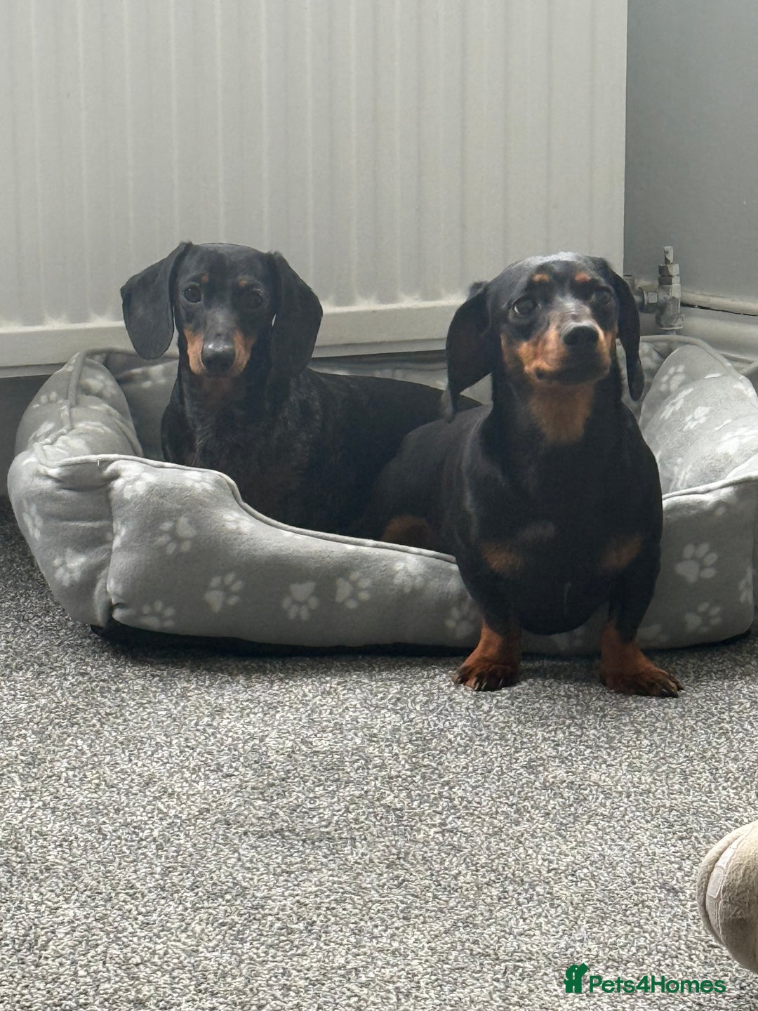 Miniature Dachshund dogs for sale: 2x Miniature Dachshund  - Image 2