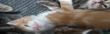 Fluffy Ginger boy