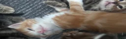 Mixed Breed cats for sale: Bengal cross kittens - Advert 16