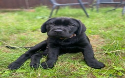 Mixed Breed dogs for sale: Bonnie - Image 1