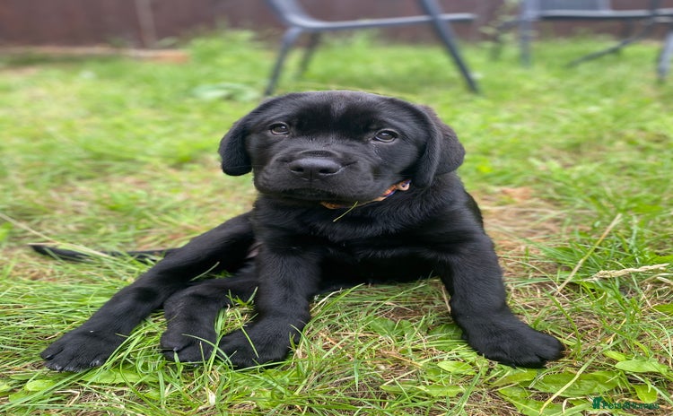 Mixed Breed dogs - Advert 1