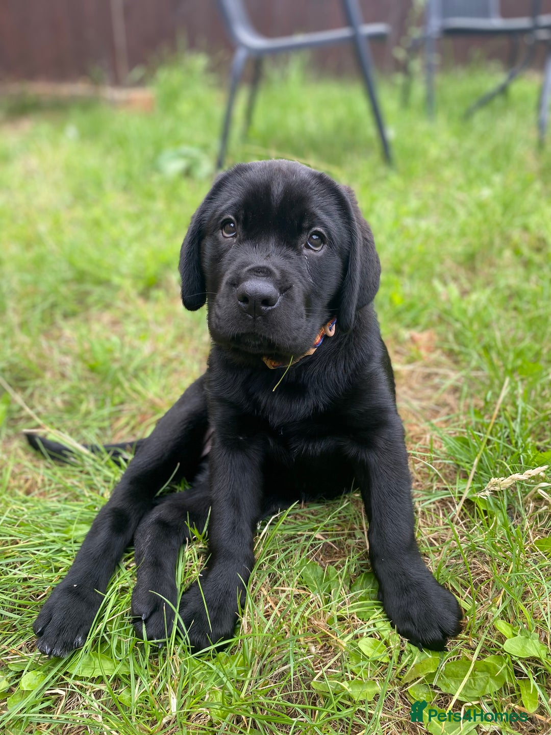 Mixed Breed dogs for sale: Bonnie - Image 1