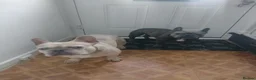 French Bulldog dogs for sale: 4 beautiful French bulldog puppies - Advert 12