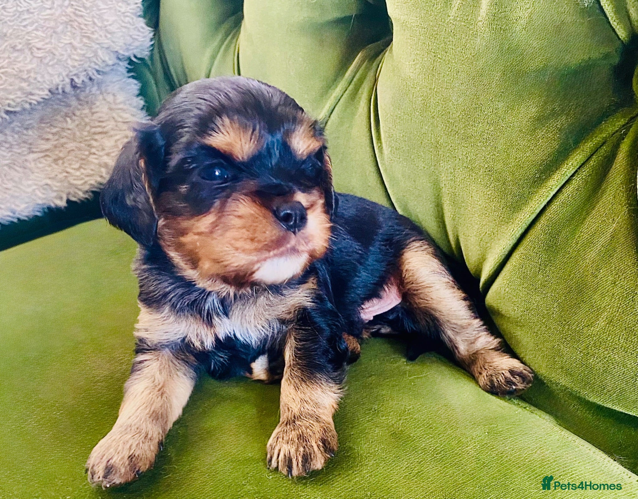 Cavalier King Charles Spaniel dogs KC Cavalier King Charles Puppies, All 4 Colours. - Advert 2
