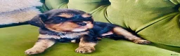 Cavalier King Charles Spaniel dogs for sale: KC Cavalier King Charles Puppies, All 4 Colours. - Advert 1